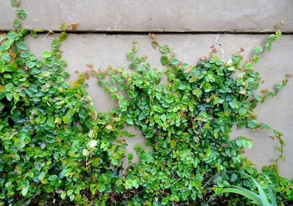 Bahan_Traders_Creeping_Fig_Plant_Rare_Climbing_Fig_Ficus_Pumila_Plant_Live_Ornamental_Vines_For_Walls_-_Covering,_Fences,_Or_Trellises