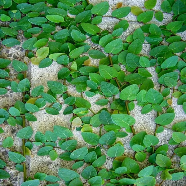 Bahan_Traders_Creeping_Fig_Plant_Rare_Climbing_Fig_Ficus_Pumila_Plant_Live_Ornamental_Vines_For_Walls_-_Covering,_Fences,_Or_Trellises
