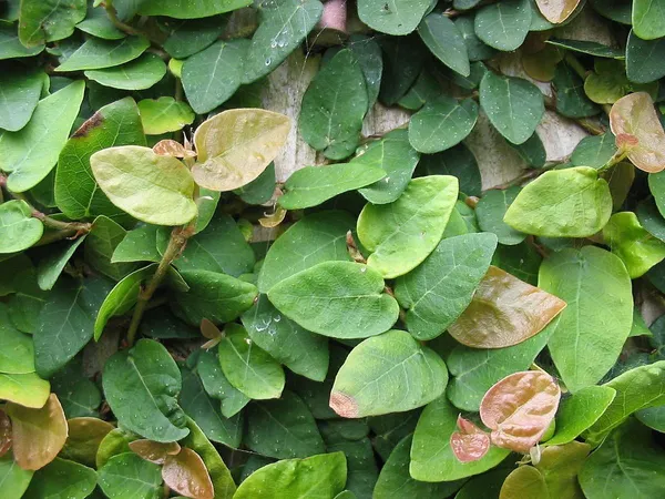 Bahan_Traders_Creeping_Fig_Plant_Rare_Climbing_Fig_Ficus_Pumila_Plant_Live_Ornamental_Vines_For_Walls_-_Covering,_Fences,_Or_Trellises