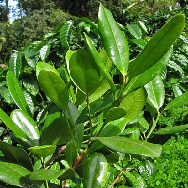 Bahan_Traders_All_Spice_Plant_(Pimenta_Dioica)_Sarvasugandhi_Jamaica_Pepper_|_Live_Aromatic_Plant_With_Flavour_Of_Cinnamon,_Nutmeg_&_Clove__Healthy_Medicinal,_Ornamental_Tree