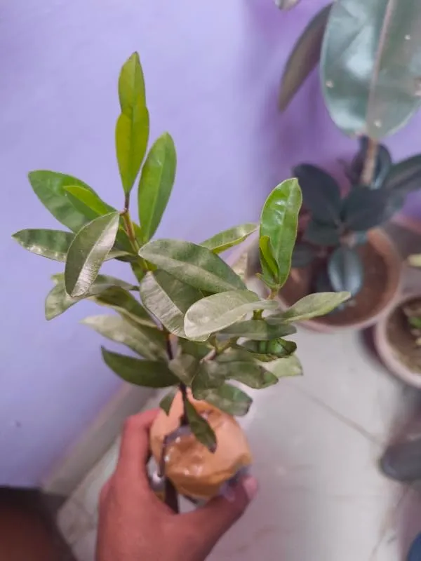 Bahan_Traders_All_Spice_Plant_(Pimenta_Dioica)_Sarvasugandhi_Jamaica_Pepper_|_Live_Aromatic_Plant_With_Flavour_Of_Cinnamon,_Nutmeg_&_Clove__Healthy_Medicinal,_Ornamental_Tree