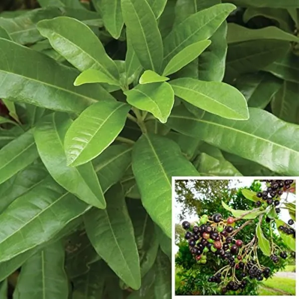 Bahan_Traders_All_Spice_Plant_(Pimenta_Dioica)_Sarvasugandhi_Jamaica_Pepper_|_Live_Aromatic_Plant_With_Flavour_Of_Cinnamon,_Nutmeg_&_Clove__Healthy_Medicinal,_Ornamental_Tree
