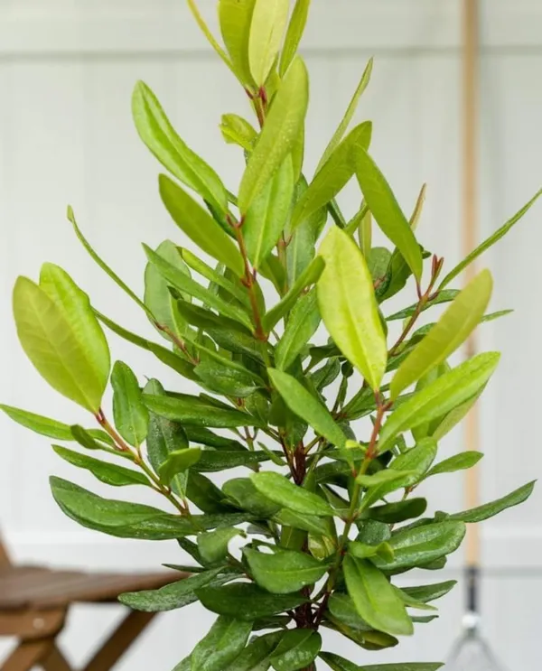 Bahan_Traders_All_Spice_Plant_(Pimenta_Dioica)_Sarvasugandhi_Jamaica_Pepper_|_Live_Aromatic_Plant_With_Flavour_Of_Cinnamon,_Nutmeg_&_Clove__Healthy_Medicinal,_Ornamental_Tree