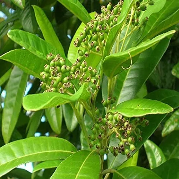 Bahan_Traders_All_Spice_Plant_(Pimenta_Dioica)_Sarvasugandhi_Jamaica_Pepper_|_Live_Aromatic_Plant_With_Flavour_Of_Cinnamon,_Nutmeg_&_Clove__Healthy_Medicinal,_Ornamental_Tree