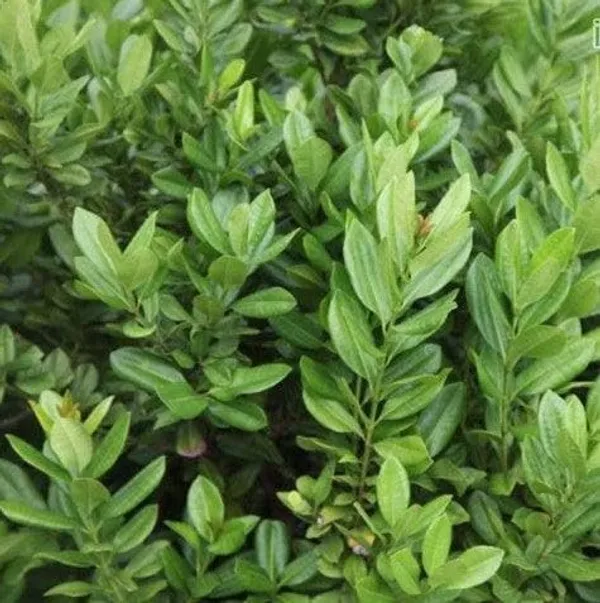 Bahan_Traders_All_Spice_Plant_(Pimenta_Dioica)_Sarvasugandhi_Jamaica_Pepper_|_Live_Aromatic_Plant_With_Flavour_Of_Cinnamon,_Nutmeg_&_Clove__Healthy_Medicinal,_Ornamental_Tree