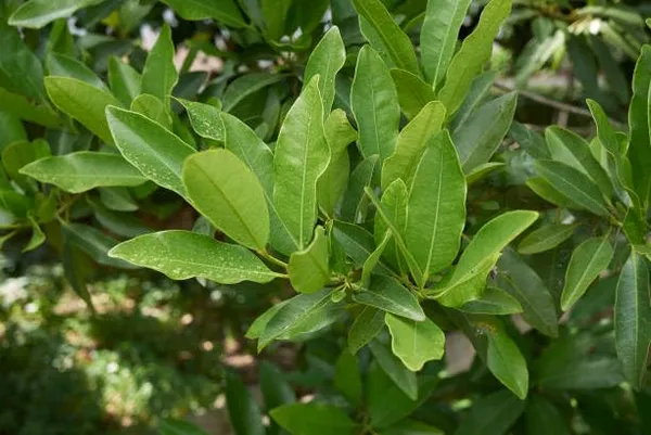 Bahan_Traders_All_Spice_Plant_(Pimenta_Dioica)_Sarvasugandhi_Jamaica_Pepper_|_Live_Aromatic_Plant_With_Flavour_Of_Cinnamon,_Nutmeg_&_Clove__Healthy_Medicinal,_Ornamental_Tree
