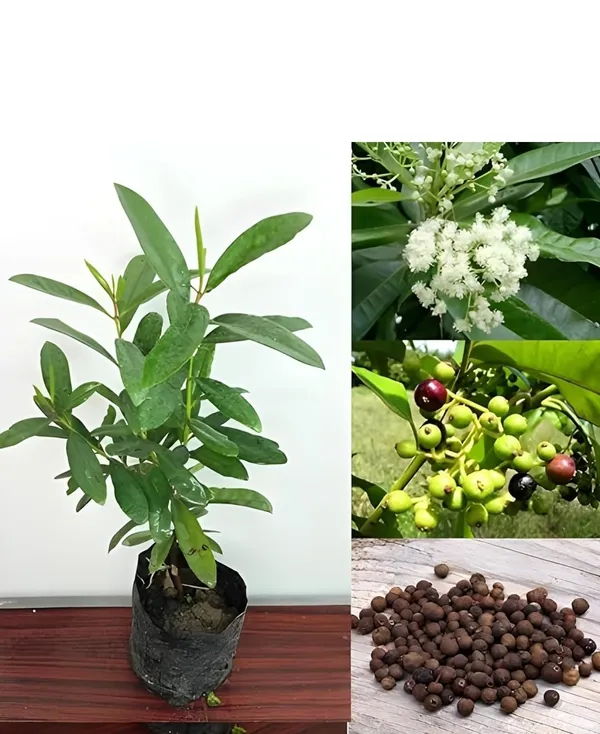 Bahan_Traders_All_Spice_Plant_(Pimenta_Dioica)_Sarvasugandhi_Jamaica_Pepper_|_Live_Aromatic_Plant_With_Flavour_Of_Cinnamon,_Nutmeg_&_Clove__Healthy_Medicinal,_Ornamental_Tree