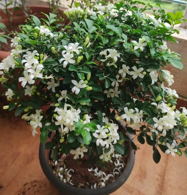 Bahan_Traders_Murraya_Paniculata_Madhu_Kamini_Flower_Live_Plant_|_Highly_Fragrant_White_Flowering_Tree