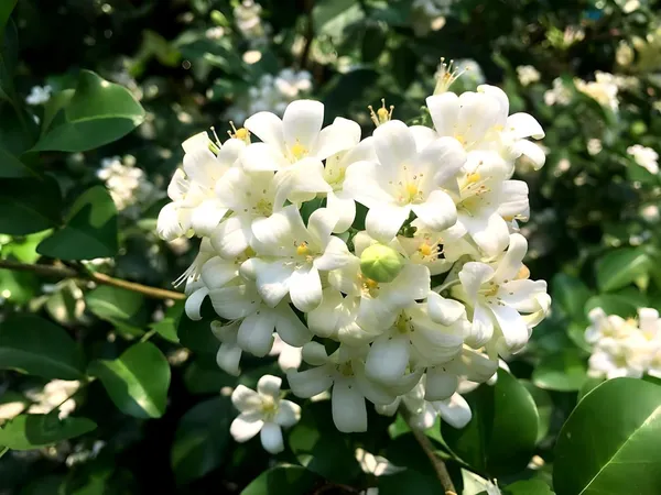Bahan_Traders_Murraya_Paniculata_Madhu_Kamini_Flower_Live_Plant_|_Highly_Fragrant_White_Flowering_Tree