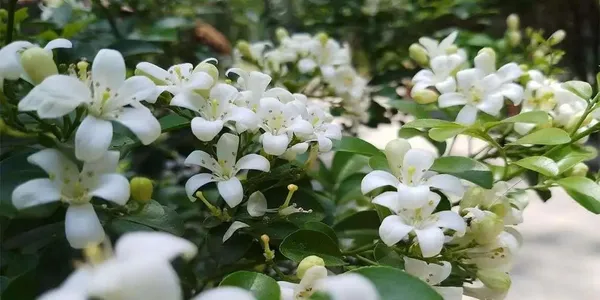 Bahan_Traders_Murraya_Paniculata_Madhu_Kamini_Flower_Live_Plant_|_Highly_Fragrant_White_Flowering_Tree