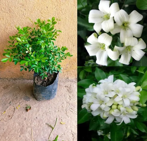 Bahan_Traders_Murraya_Paniculata_Madhu_Kamini_Flower_Live_Plant_|_Highly_Fragrant_White_Flowering_Tree