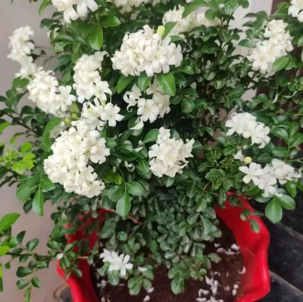 Bahan_Traders_Murraya_Paniculata_Madhu_Kamini_Flower_Live_Plant_|_Highly_Fragrant_White_Flowering_Tree