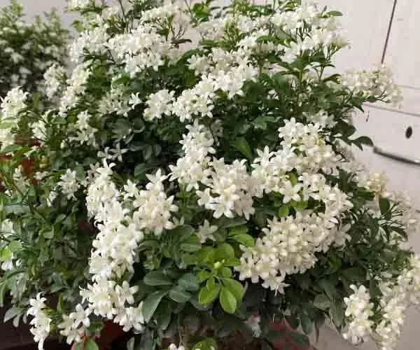 Bahan_Traders_Murraya_Paniculata_Madhu_Kamini_Flower_Live_Plant_|_Highly_Fragrant_White_Flowering_Tree