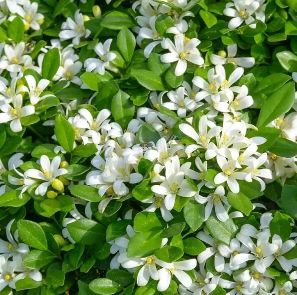 Bahan_Traders_Murraya_Paniculata_Madhu_Kamini_Flower_Live_Plant_|_Highly_Fragrant_White_Flowering_Tree