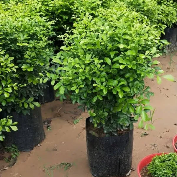 Bahan_Traders_Murraya_Paniculata_Madhu_Kamini_Flower_Live_Plant_|_Highly_Fragrant_White_Flowering_Tree