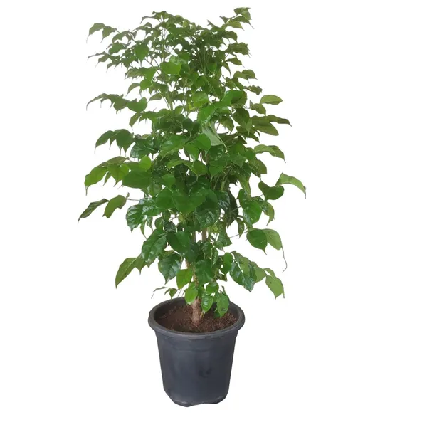 Bahan_Traders_Live_Indoor_Plant_Radamachera_Sinica_1.5_-_2_Fttall_Medium_Size_Plant_In_Growers_Pot__Plant,_Air_Purifying__Elegant_Evergreen_Plant_To_Decor_Home_And_Garden_(China_Doll)
