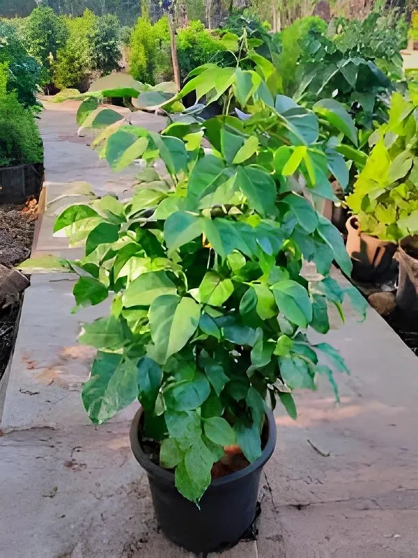 Bahan_Traders_Live_Indoor_Plant_Radamachera_Sinica_1.5_-_2_Fttall_Medium_Size_Plant_In_Growers_Pot__Plant,_Air_Purifying__Elegant_Evergreen_Plant_To_Decor_Home_And_Garden_(China_Doll)