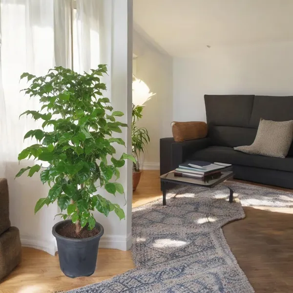 Bahan_Traders_Live_Indoor_Plant_Radamachera_Sinica_1.5_-_2_Fttall_Medium_Size_Plant_In_Growers_Pot__Plant,_Air_Purifying__Elegant_Evergreen_Plant_To_Decor_Home_And_Garden_(China_Doll)