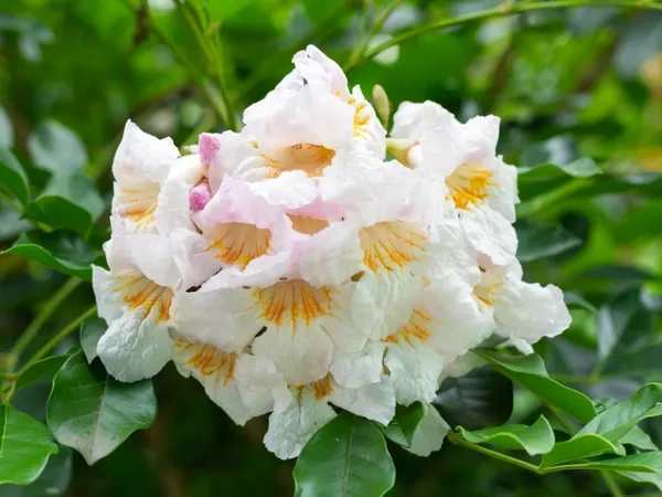 Bahan_Traders_Live_Indoor_Plant_Radamachera_Sinica_1.5_-_2_Fttall_Medium_Size_Plant_In_Growers_Pot__Plant,_Air_Purifying__Elegant_Evergreen_Plant_To_Decor_Home_And_Garden_(China_Doll)