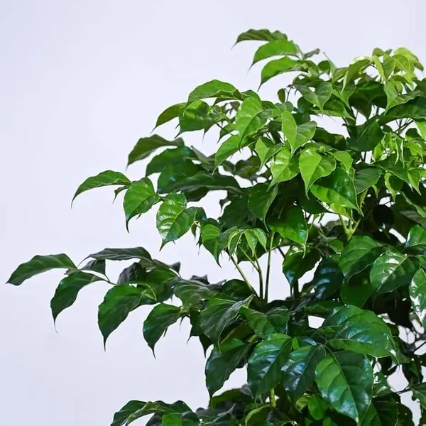 Bahan_Traders_Live_Indoor_Plant_Radamachera_Sinica_1.5_-_2_Fttall_Medium_Size_Plant_In_Growers_Pot__Plant,_Air_Purifying__Elegant_Evergreen_Plant_To_Decor_Home_And_Garden_(China_Doll)