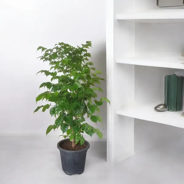Bahan_Traders_Live_Indoor_Plant_Radamachera_Sinica_1.5_-_2_Fttall_Medium_Size_Plant_In_Growers_Pot__Plant,_Air_Purifying__Elegant_Evergreen_Plant_To_Decor_Home_And_Garden_(China_Doll)