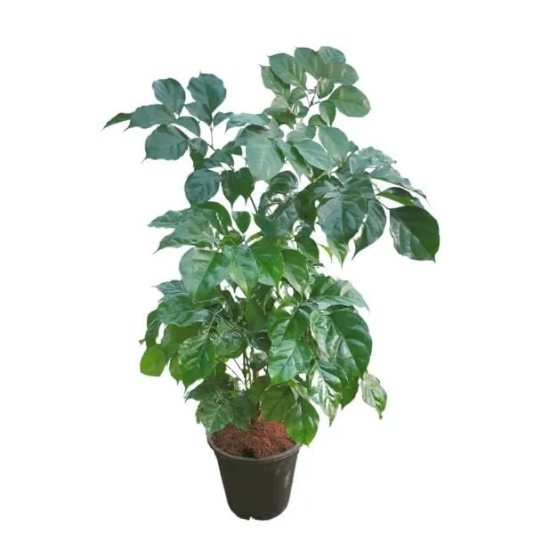 Bahan_Traders_Live_Indoor_Plant_Radamachera_Sinica_1.5_-_2_Fttall_Medium_Size_Plant_In_Growers_Pot__Plant,_Air_Purifying__Elegant_Evergreen_Plant_To_Decor_Home_And_Garden_(China_Doll)