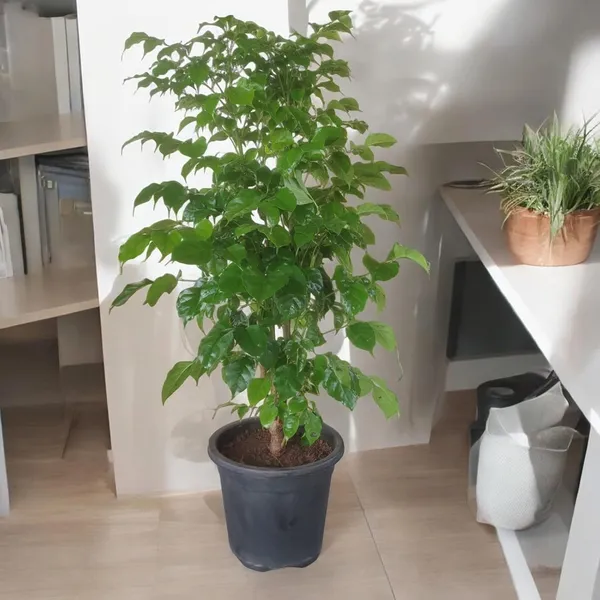 Bahan_Traders_Live_Indoor_Plant_Radamachera_Sinica_1.5_-_2_Fttall_Medium_Size_Plant_In_Growers_Pot__Plant,_Air_Purifying__Elegant_Evergreen_Plant_To_Decor_Home_And_Garden_(China_Doll)