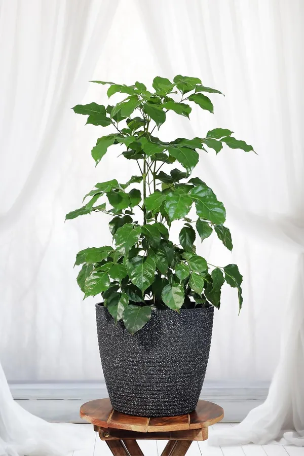 Bahan_Traders_Live_Indoor_Plant_Radamachera_Sinica_1.5_-_2_Fttall_Medium_Size_Plant_In_Growers_Pot__Plant,_Air_Purifying__Elegant_Evergreen_Plant_To_Decor_Home_And_Garden_(China_Doll)