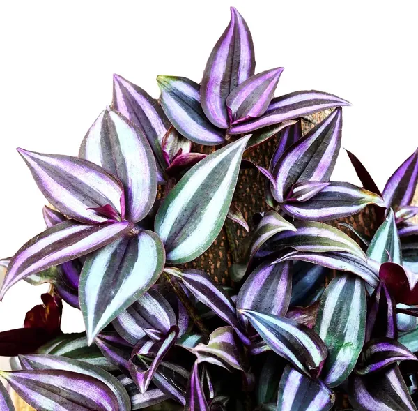 Bahan_Traders_Wandering_Jew_Live_Indoor_And_Outdoor_Ground_Covering__Hanging_Plants_With_Pot,_Best_For_Home,_Office_&_Garden