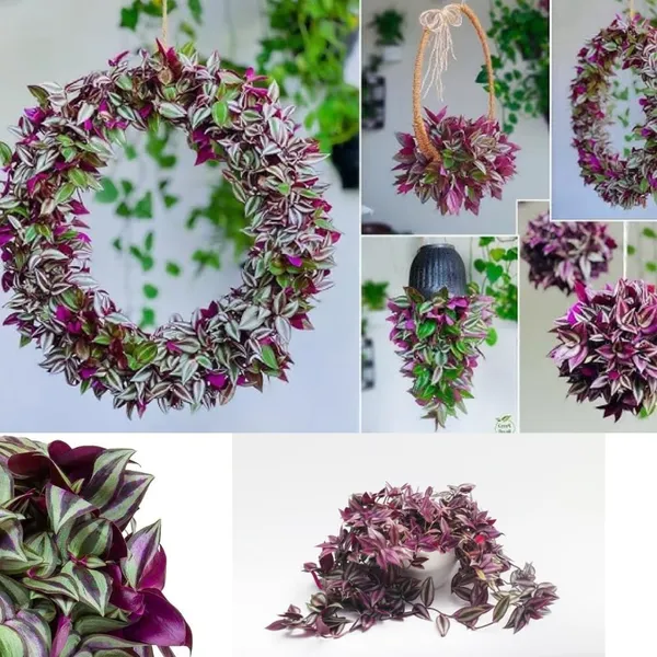Bahan_Traders_Wandering_Jew_Live_Indoor_And_Outdoor_Ground_Covering__Hanging_Plants_With_Pot,_Best_For_Home,_Office_&_Garden