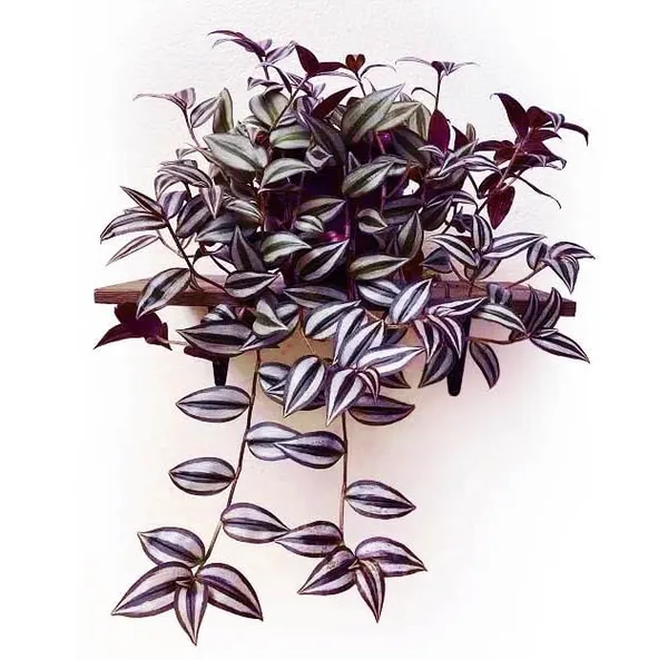 Bahan_Traders_Wandering_Jew_Live_Indoor_And_Outdoor_Ground_Covering__Hanging_Plants_With_Pot,_Best_For_Home,_Office_&_Garden