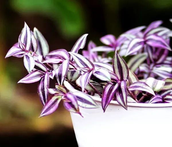 Bahan_Traders_Wandering_Jew_Live_Indoor_And_Outdoor_Ground_Covering__Hanging_Plants_With_Pot,_Best_For_Home,_Office_&_Garden