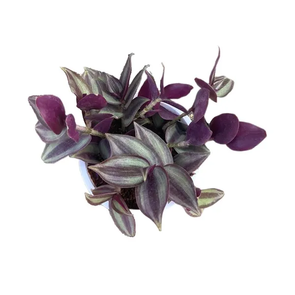 Bahan_Traders_Wandering_Jew_Live_Indoor_And_Outdoor_Ground_Covering__Hanging_Plants_With_Pot,_Best_For_Home,_Office_&_Garden