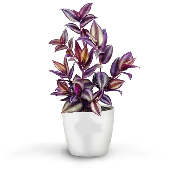Bahan_Traders_Wandering_Jew_Live_Indoor_And_Outdoor_Ground_Covering__Hanging_Plants_With_Pot,_Best_For_Home,_Office_&_Garden