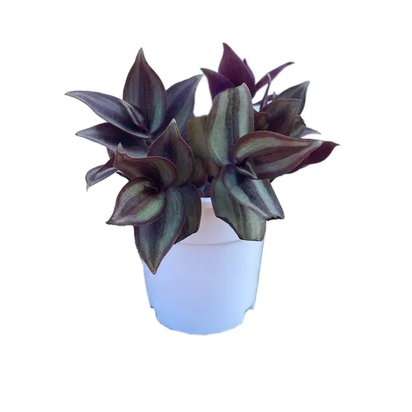 Bahan_Traders_Wandering_Jew_Live_Indoor_And_Outdoor_Ground_Covering__Hanging_Plants_With_Pot,_Best_For_Home,_Office_&_Garden