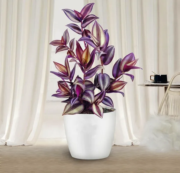 Bahan_Traders_Wandering_Jew_Live_Indoor_And_Outdoor_Ground_Covering__Hanging_Plants_With_Pot,_Best_For_Home,_Office_&_Garden