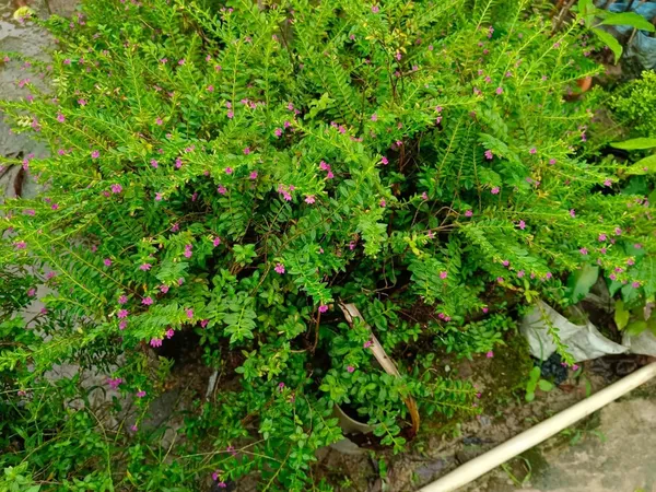Bahan_Traders_Cuphea_Hyssopifolia_Purple_Mexican_Plant_Easy_Growing_All_Season_Flowering_Live_Plant_With_Pot