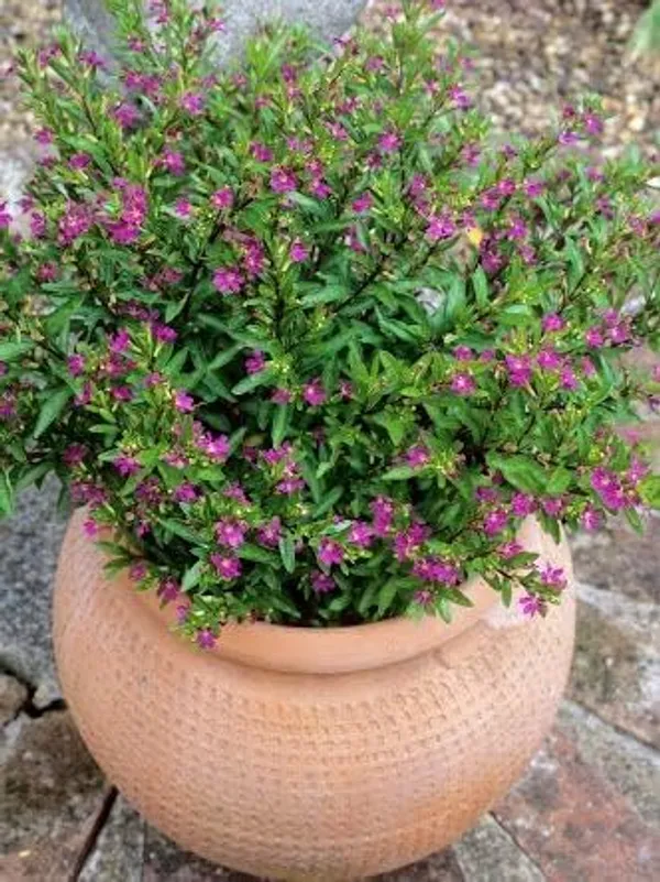 Bahan_Traders_Cuphea_Hyssopifolia_Purple_Mexican_Plant_Easy_Growing_All_Season_Flowering_Live_Plant_With_Pot