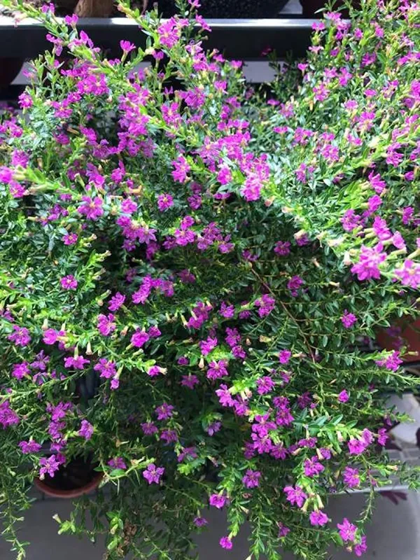 Bahan_Traders_Cuphea_Hyssopifolia_Purple_Mexican_Plant_Easy_Growing_All_Season_Flowering_Live_Plant_With_Pot