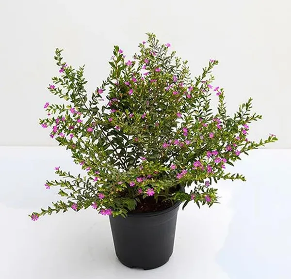 Bahan_Traders_Cuphea_Hyssopifolia_Purple_Mexican_Plant_Easy_Growing_All_Season_Flowering_Live_Plant_With_Pot