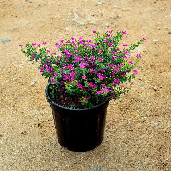 Bahan_Traders_Cuphea_Hyssopifolia_Purple_Mexican_Plant_Easy_Growing_All_Season_Flowering_Live_Plant_With_Pot