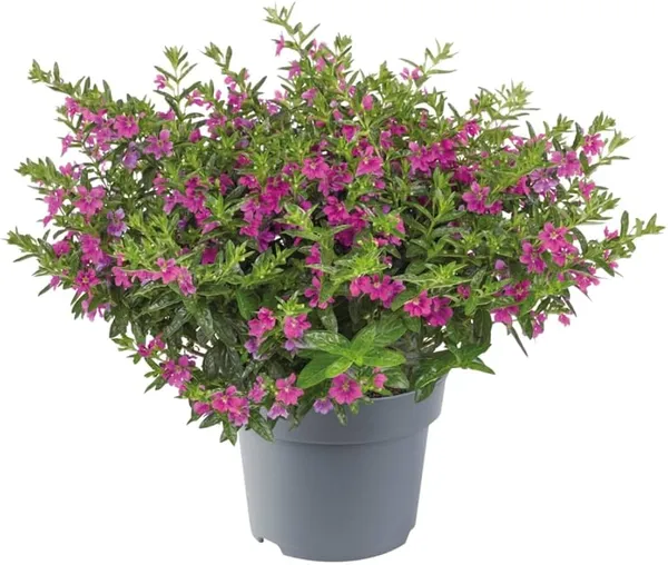 Bahan_Traders_Cuphea_Hyssopifolia_Purple_Mexican_Plant_Easy_Growing_All_Season_Flowering_Live_Plant_With_Pot