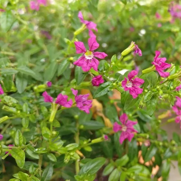 Bahan_Traders_Cuphea_Hyssopifolia_Purple_Mexican_Plant_Easy_Growing_All_Season_Flowering_Live_Plant_With_Pot