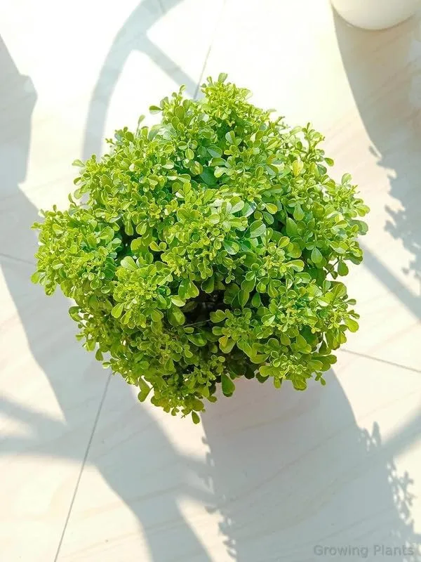 Bahan_Traders_Live_Table_Kamini_Bonsai_Bushi_Plant_-_Oxygen_Supplier_Tree_For_Indoor_Home_Dacoration_With_Plastic_Pot