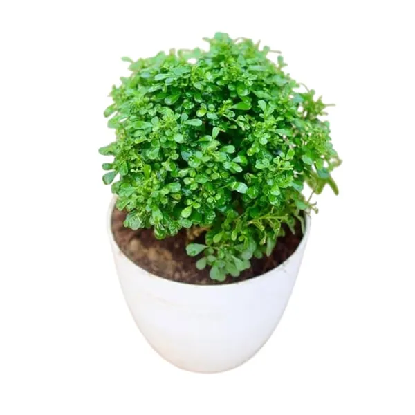 Bahan_Traders_Live_Table_Kamini_Bonsai_Bushi_Plant_-_Oxygen_Supplier_Tree_For_Indoor_Home_Dacoration_With_Plastic_Pot