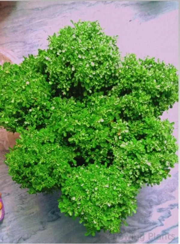 Bahan_Traders_Live_Table_Kamini_Bonsai_Bushi_Plant_-_Oxygen_Supplier_Tree_For_Indoor_Home_Dacoration_With_Plastic_Pot