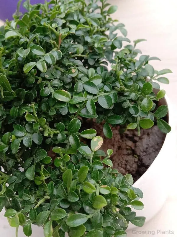 Bahan_Traders_Live_Table_Kamini_Bonsai_Bushi_Plant_-_Oxygen_Supplier_Tree_For_Indoor_Home_Dacoration_With_Plastic_Pot