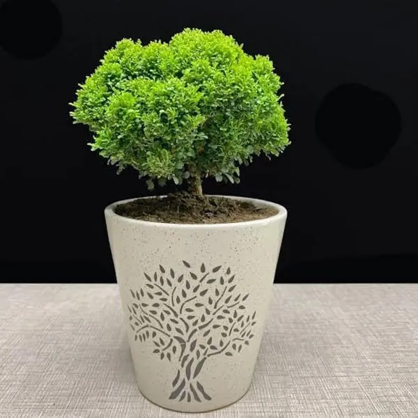 Bahan_Traders_Live_Table_Kamini_Bonsai_Bushi_Plant_-_Oxygen_Supplier_Tree_For_Indoor_Home_Dacoration_With_Plastic_Pot