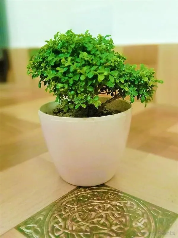 Bahan_Traders_Live_Table_Kamini_Bonsai_Bushi_Plant_-_Oxygen_Supplier_Tree_For_Indoor_Home_Dacoration_With_Plastic_Pot