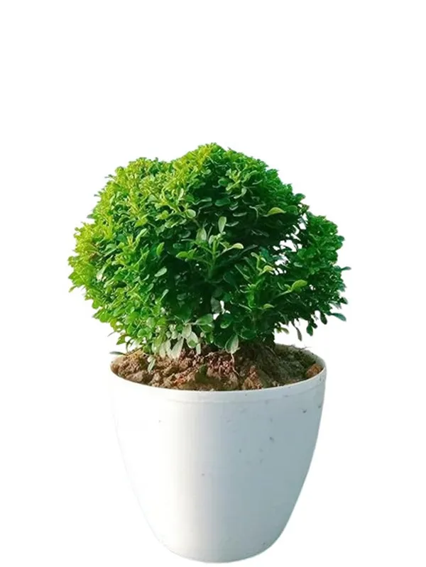 Bahan_Traders_Live_Table_Kamini_Bonsai_Bushi_Plant_-_Oxygen_Supplier_Tree_For_Indoor_Home_Dacoration_With_Plastic_Pot